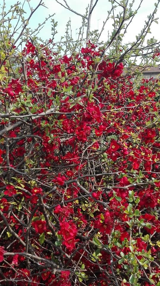 PERCHÉ' LA PRIMAVERA NON LO SAPEVA!