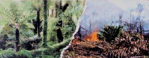 foresta amazzonica
