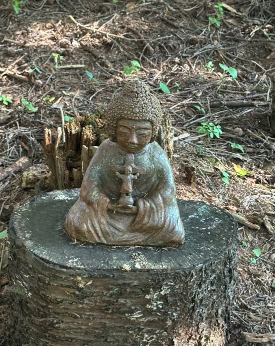 budda bambino