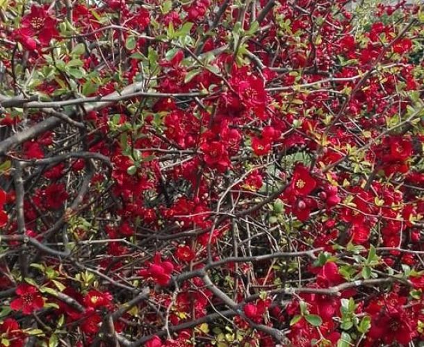 PERCHÉ' LA PRIMAVERA NON LO SAPEVA!